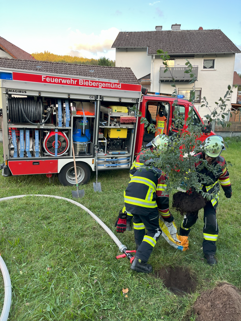Der Baum erreicht sein Ziel (Foto: DF)