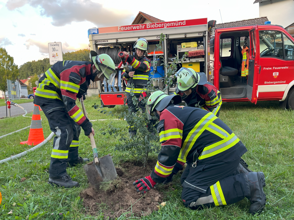 Der Baum sitzt (Foto: DF)