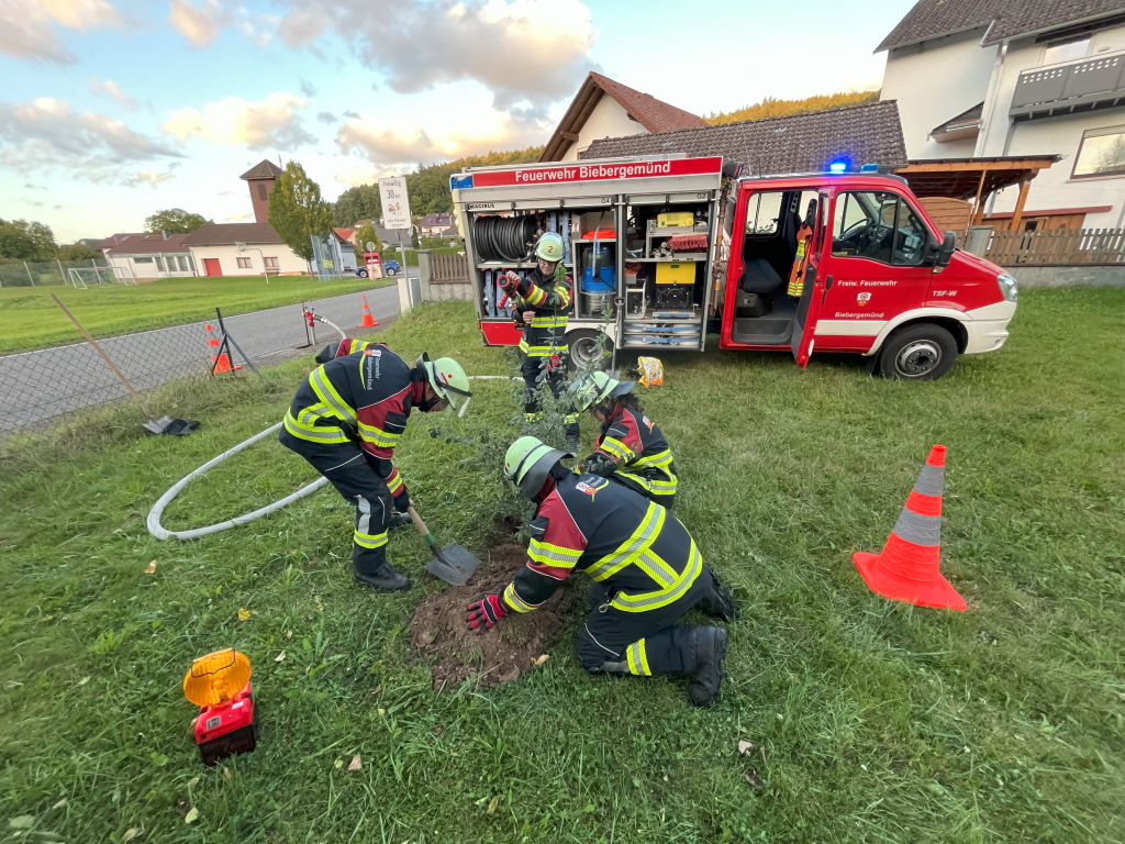 Der Baum wird eingesetzt (Foto: DF)